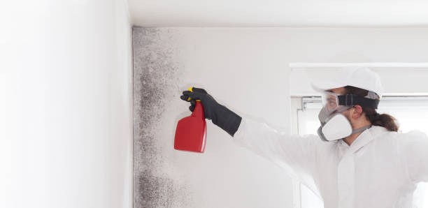 Best Attic Mold Removal  in Joliet, IL