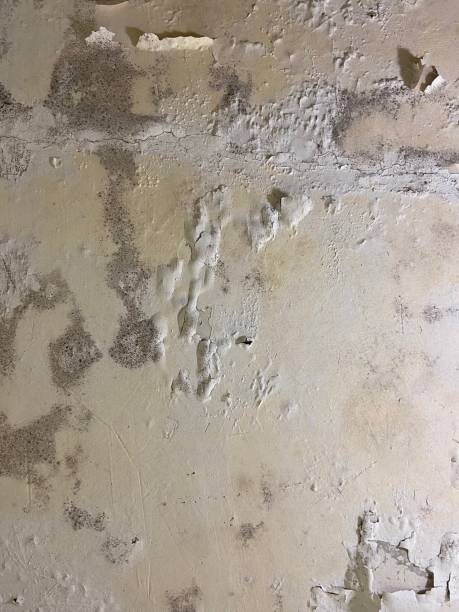 Joliet, IL Mold Removal Company