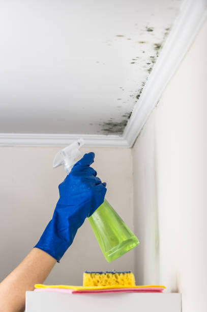 Best Certified Mold Removal  in Joliet, IL